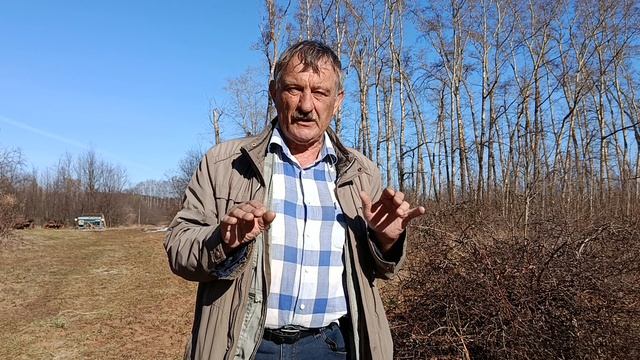 Жимолость. Если нет ягод