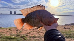 Теляпия...Конец сезона перед нерестовым запретом...