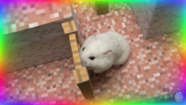 Хомяк в ловушке в невероятном лабиринте: каждый поворот - сюрприз! часть 1