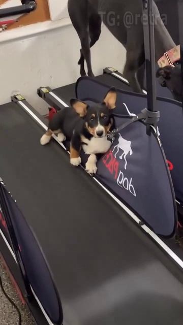 НАШИ ЖИВОТНЫЕ. 20.04.2026г. 🥰🥰🥰 Они для нас СТРАНИЦА В ЖИЗНИ, а мы для них И ЕСТЬ ВСЯ ЖИЗНЬ! 🤥🤗