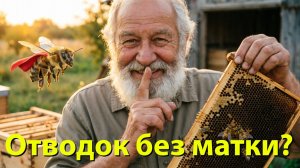 Сборный отводок без матки: сэкономите или потеряете? Отвечает Кашковский 🐝❓