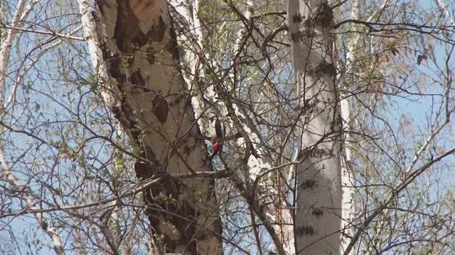Большой пестрый дятел за работой. В конце песенка заблика