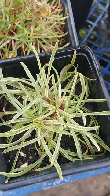 Ещё 3 новинки: арабис, армерия, шеловедный флокс!!!