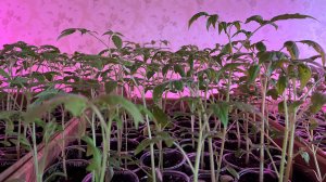 Встречаю Артема, готовлю вкусняшки, подкормка цветов, обзор всей рассады на Апрель