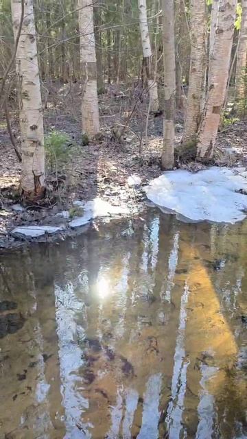 Лесной весенний ручей. Карелия.