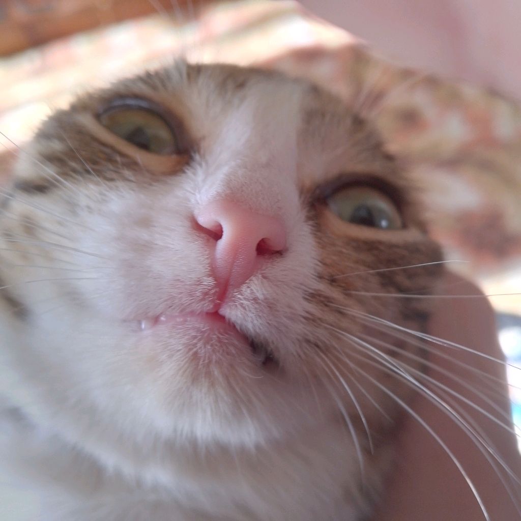 мяу-мяу-мяу-мяу