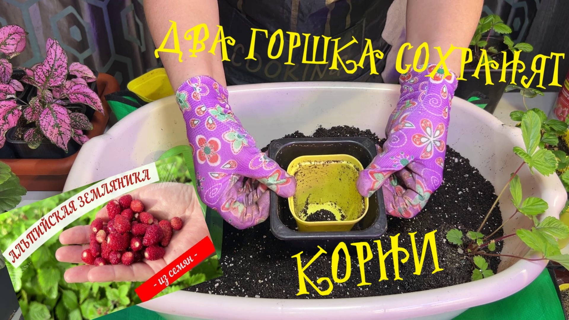 МАКСИМАЛЬНО сохранить КОРНИ при ПЕРЕВАЛКЕ при помощи ДВУХ ГОРШКОВ мелкоплодная ЗЕМЛЯНИКА