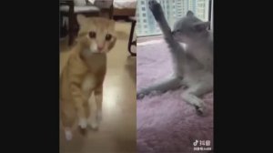 #смешныевидео -1337