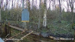 LIVE: На лесной опушке. Природа онлайн