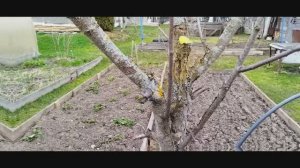 Как бороться с мхом на участке. Отвечаю на вопросы