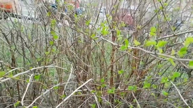 Первые листочки здесь в апреле