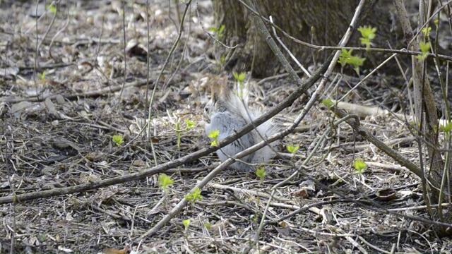 Минута из жизни белки. Весна. Белка в парке ест орех и прыгает по деревьям.