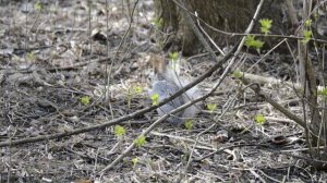 Минута из жизни белки. Весна. Белка в парке ест орех и прыгает по деревьям.
