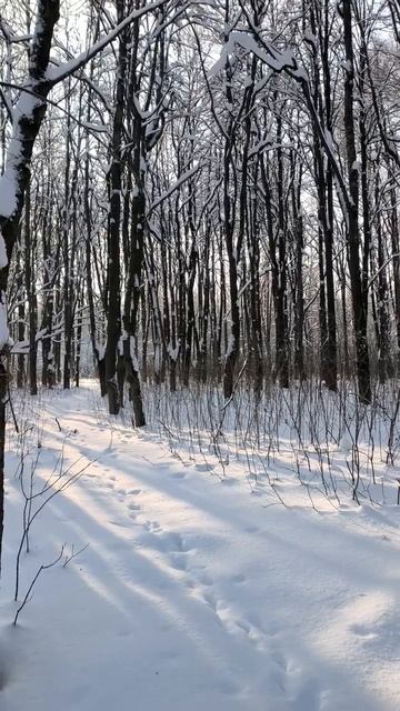 Зима в парке. 2026 г. 14