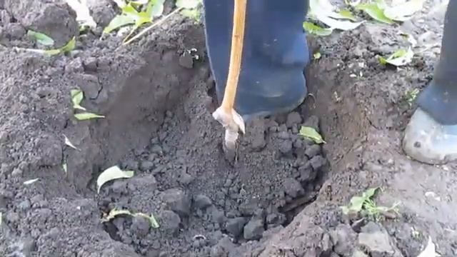 Осенняя посадка саженцев ОБРЕЗАТЬ ПРИ ПОСАДКЕ ПЕРСИК Как высаживать орех