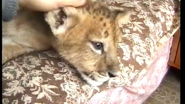 2001 11 27 КАЗАНЬ. ЛЬВЕНОК У КУРБАШКИНОЙ