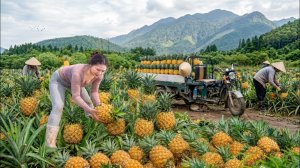 Сбор урожая спелых ананасов | Поездка на трехколесном тракторе на рынок.
