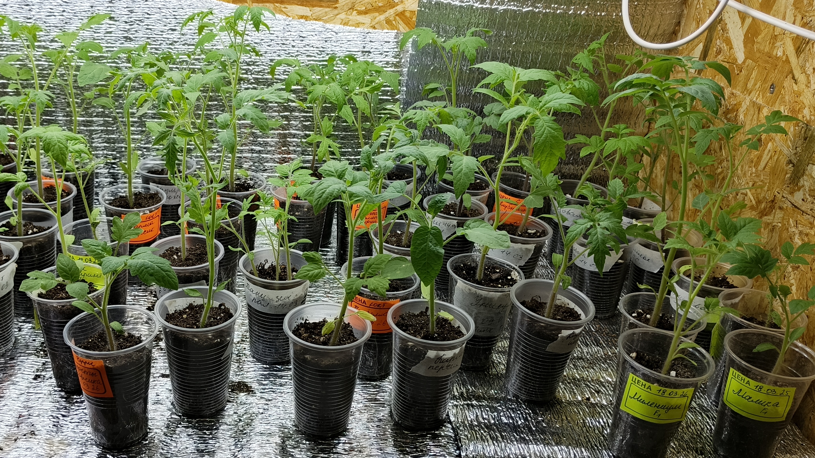 19.04.26 Как идёт продажа рассады? Снег и холод.