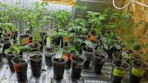 19.04.26 Как идёт продажа рассады? Снег и холод.