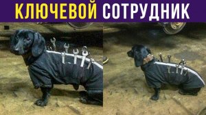 Ключевой сотрудник) Приколы