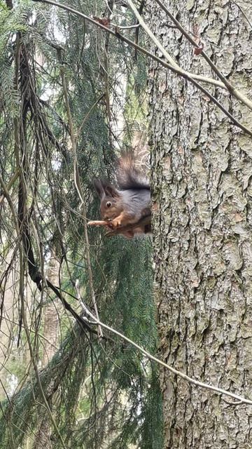 Белка, увлечённая шишкой.