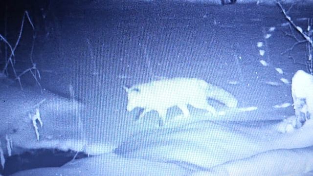 Лиса пришла к фотоловушке