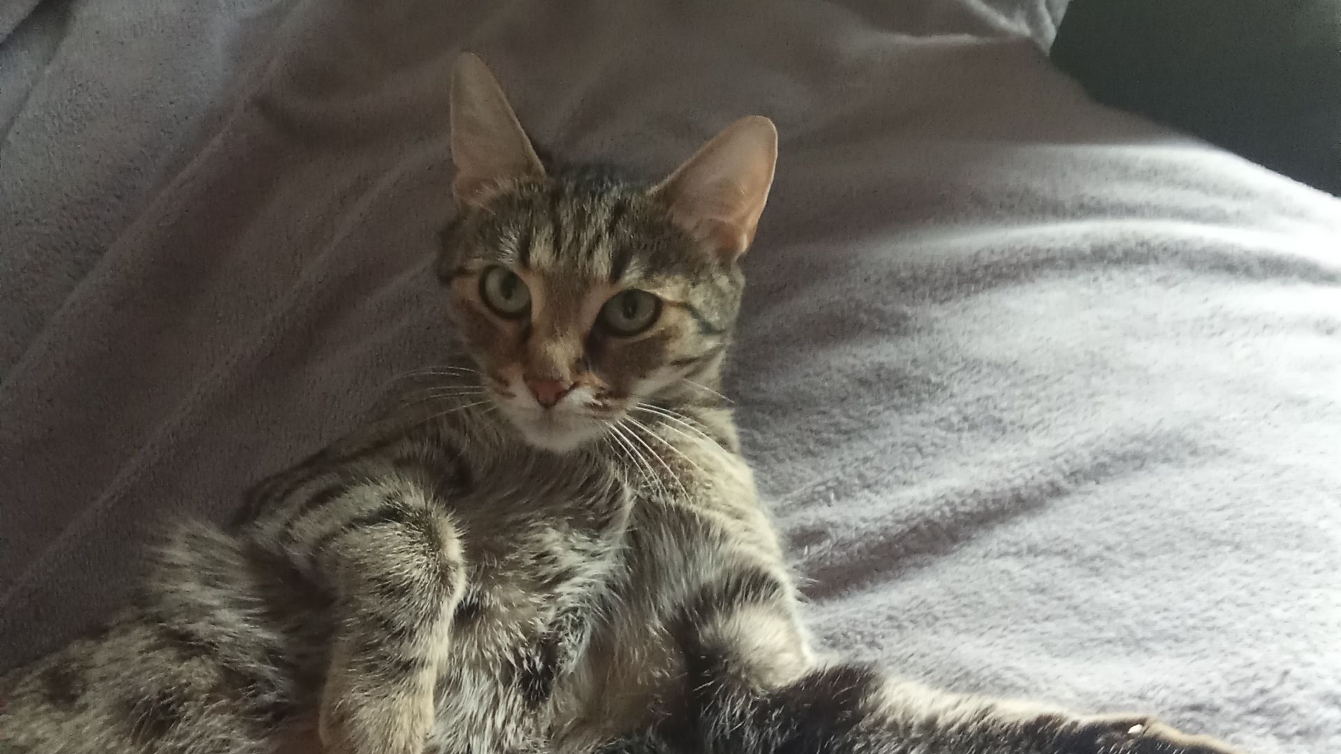 Очень плохая кошечка🐈😱😨🤣, под фашиста пошла💢😡🔥🔥🔥