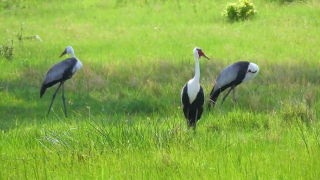 МЕЛОДИИ ДЛЯ ДУШЕВНОГО РАВНОВЕСИЯ И ОТДЫХА