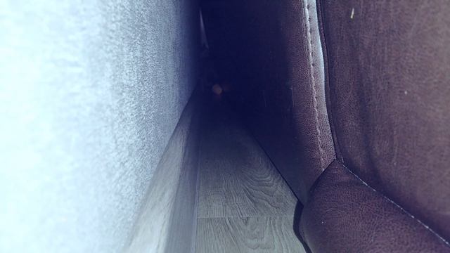 Камера кошки