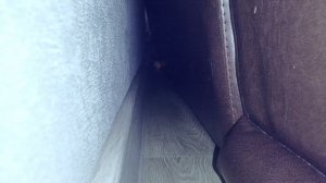 Камера кошки