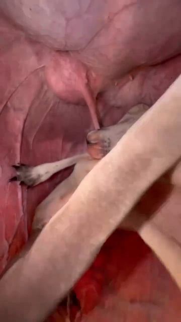 Заглянули в сумку к кенгуру