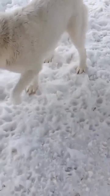 🌿 Наша строгая красавица САО Самира 🌸 🏠❗Пост в описании 🎥 #сао  #собака #алабай #любовь #счастье