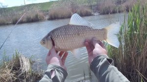 Рыбалка на карася.Теплый и холодный канал.