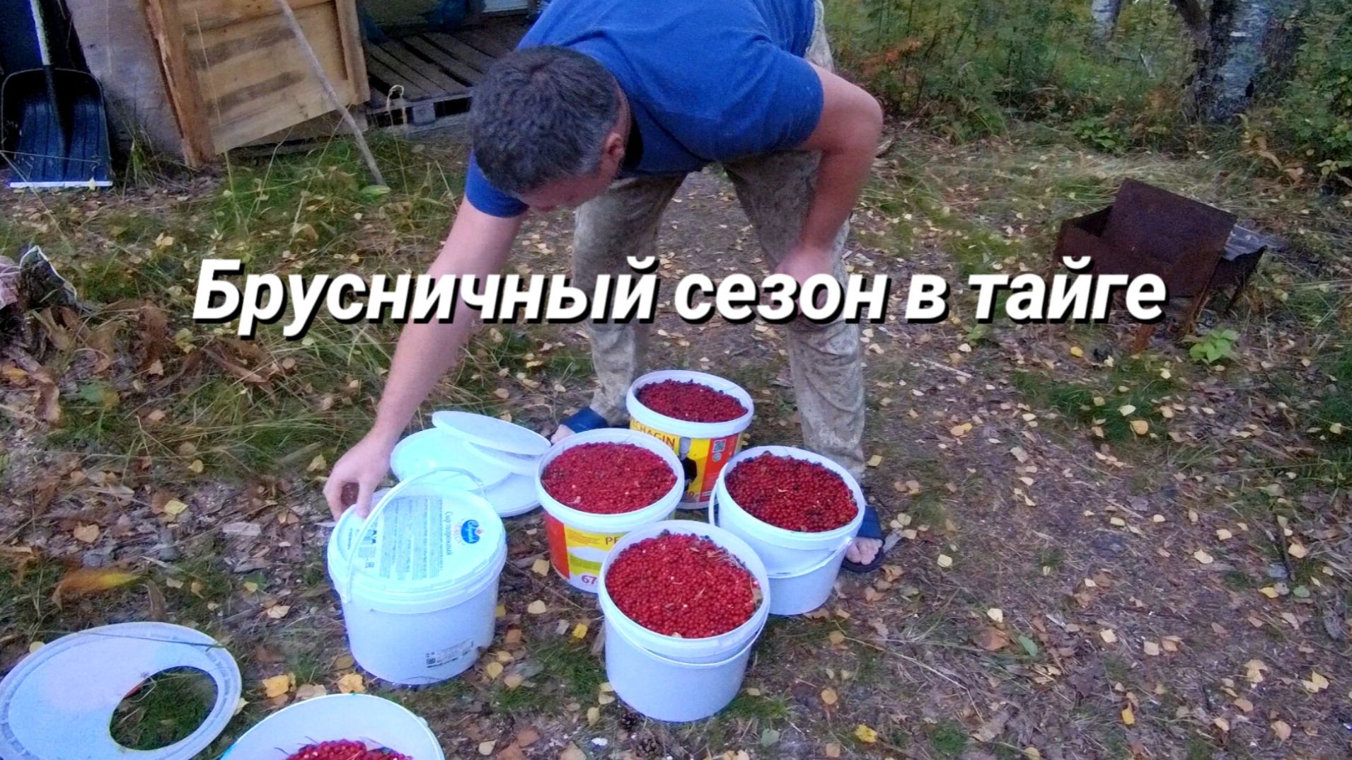 Брусничный сезон в тайге: тишина, лес и наша изба