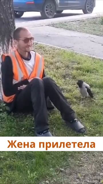 Жена прилетела