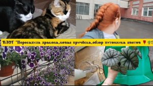 ВЛОГ "Пересадила дракона 🐲,новая причёска,обзор питомника цветов!)🌹🪴😊"