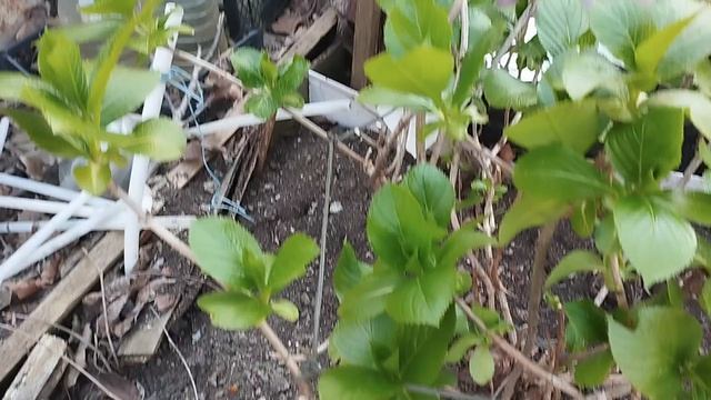 Навожу порядок на огородике - клумбочке