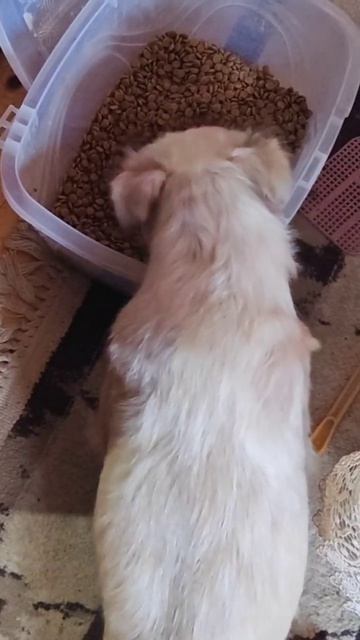 Снежок ворует корм у кошек