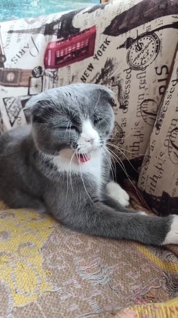 клёпа cat коткомпот кот котофейка котик прикол видосыоткота веселыекоты