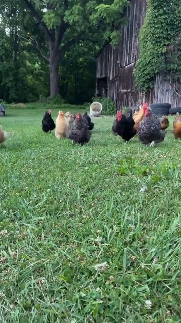 Видео от МЯУтаверс – как метавселенная, но с котами