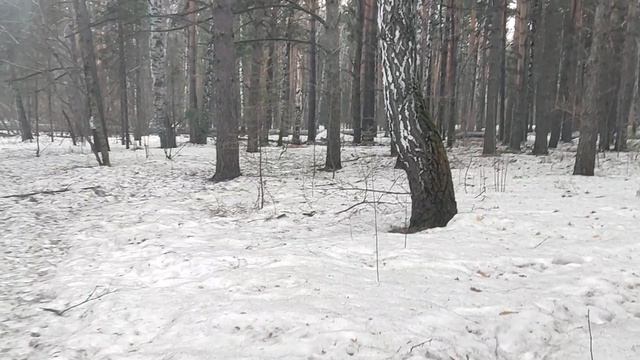 В лесу: кто такая Боня и почему на её обращение обратили внимание в Кремле. Версия Хащина 🤔