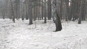 В лесу: кто такая Боня и почему на её обращение обратили внимание в Кремле. Версия Хащина 🤔