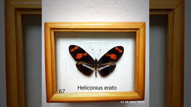 моя коллекция