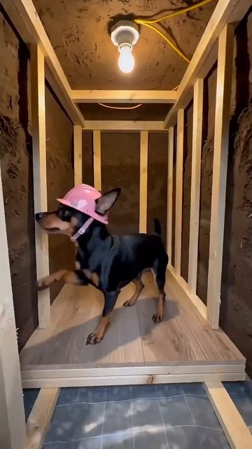 Challenge: Hardworking Puppy Building His Own House
