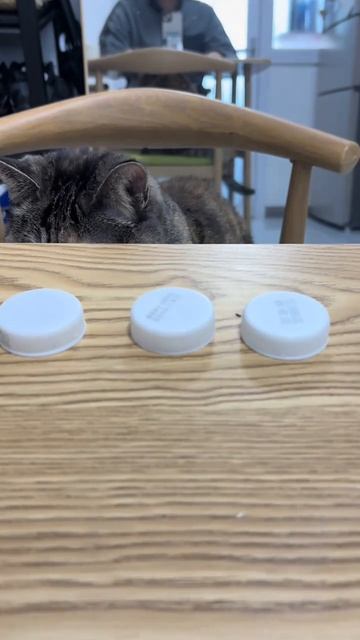 СМЕШНЫЕ КОТЫ 😺 2026 ЛУЧШИЕ ПРИКОЛЫ С КОТАМИ ,КОШКАМИ ,ЖИВОТНЫЕ,СМЕШНЫЕ ВИДЕО