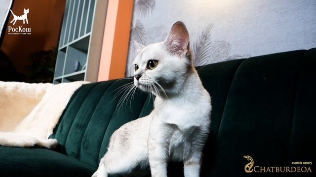 БУРМИЛЛА 2025 Роскош