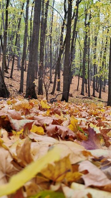 лучшая моя осень в самаре в заповеднике