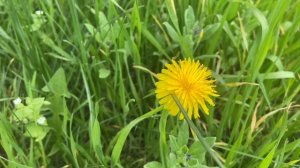 Весенние этюды