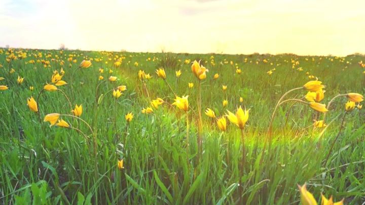 Весна поющие стихи под гитару