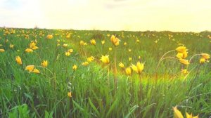 Весна поющие стихи под гитару